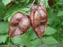 چینی